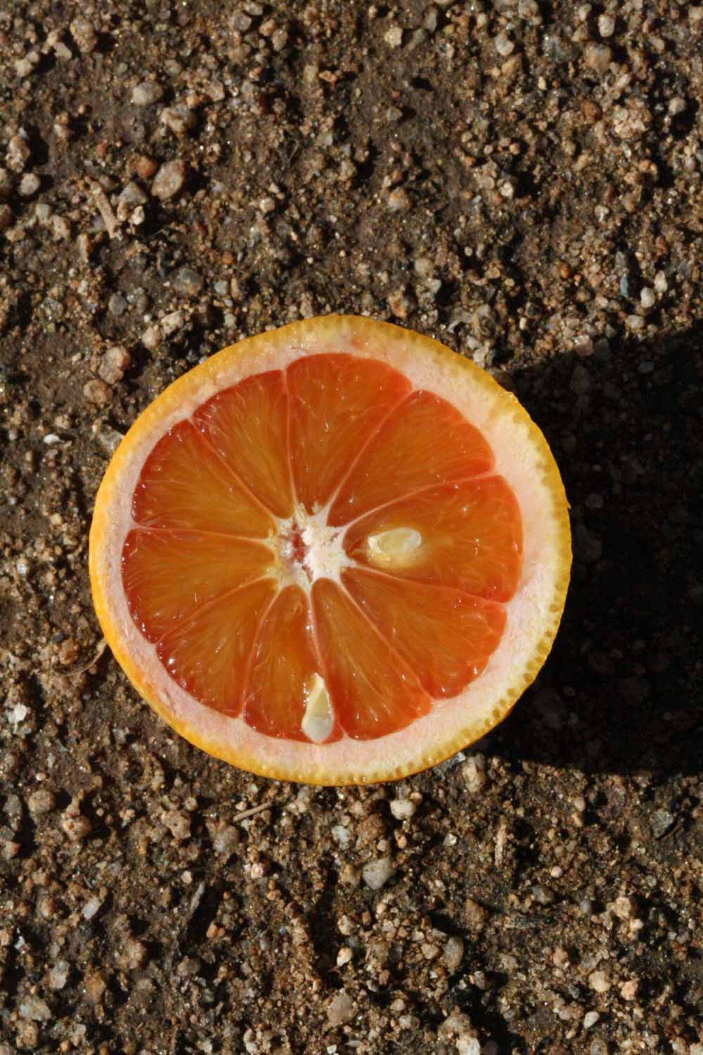            Fruit cross-section (Vainiglia, Riverside, CA)   